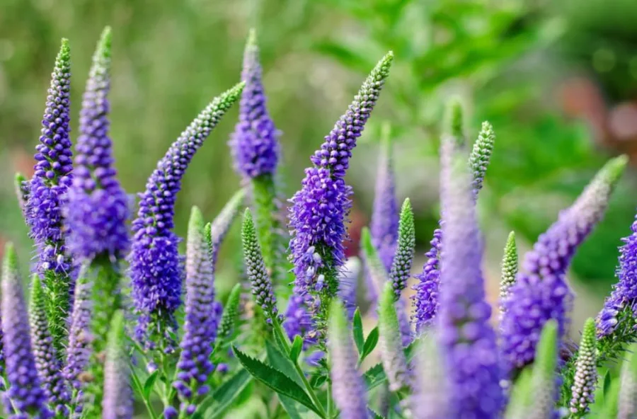 Spiked Speedwell — фото