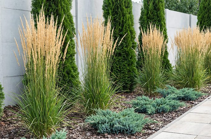 Feather reed grass — фото