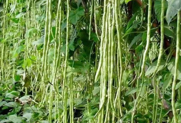 Asparagus Bean — фото
