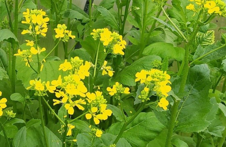 White Mustard — фото
