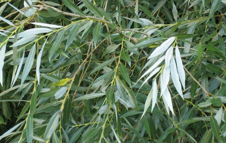White Willow — фото